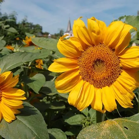 Auf Der Olk Mit Roepertsmuehle 3*